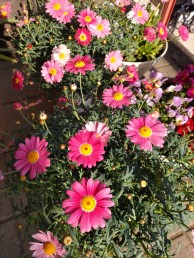 ストロベリー2 ストロベリー2